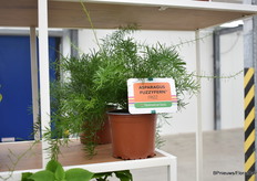 Een andere highlight bij PanAmerican Seed is Asparagus FuzzyFern Frizz, deze is opnieuw geïntroduceerd met een verbeterde kiem. Bladproducten is nog steeds een trend en trekt veel publiek.